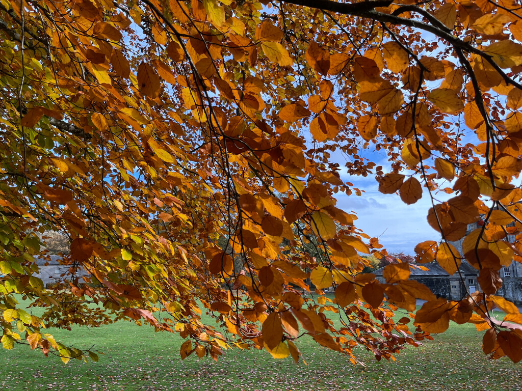 Sunlit Autumn Beech Leaves, Wallington, Northumberland